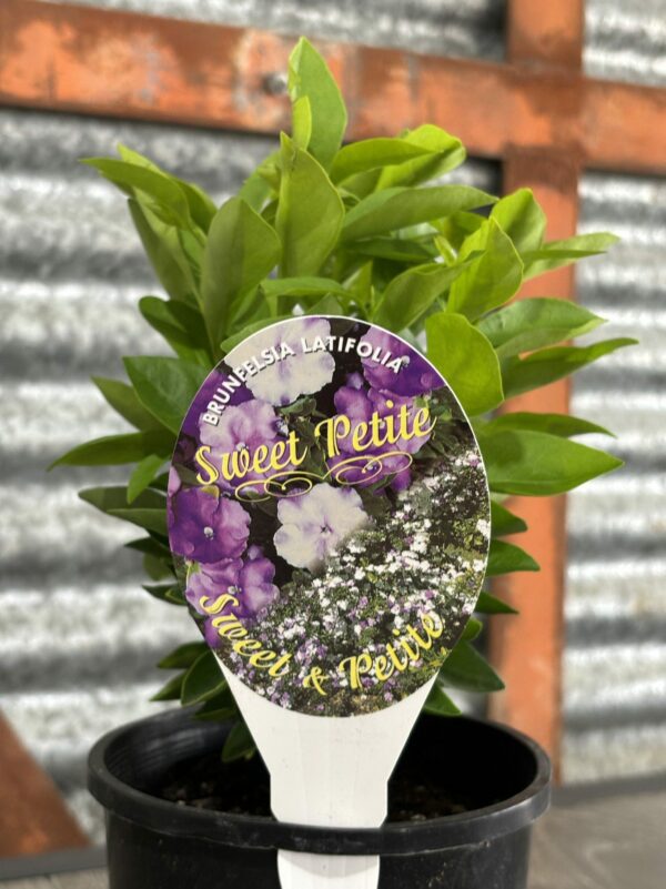 BRUNFELSIA SWEET & PETITE 140MM