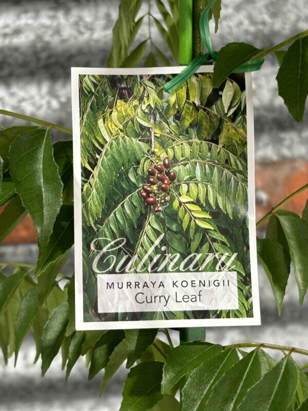 CURRY LEAF TREE