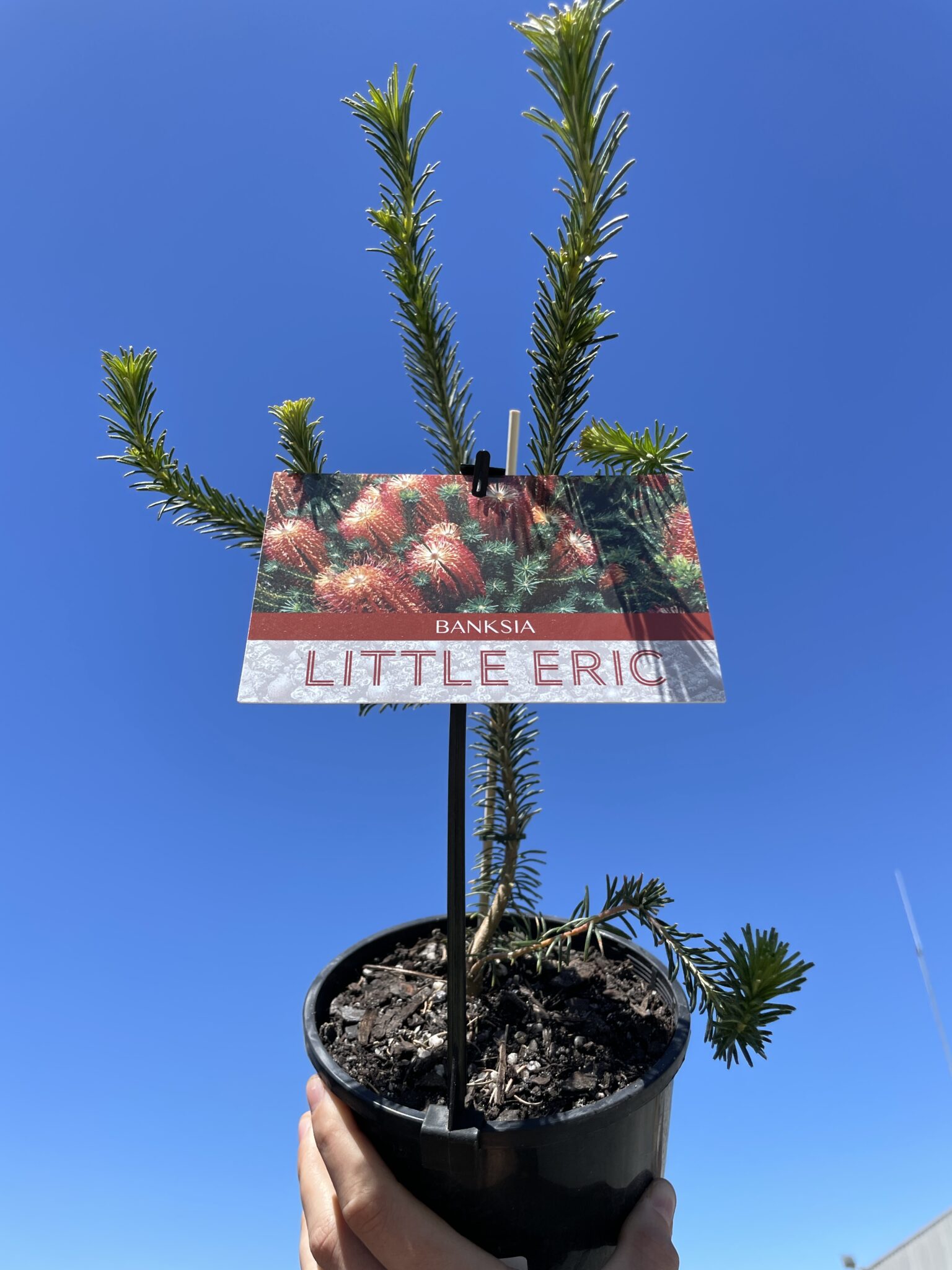 BANKSIA LITTLE ERIC 140MM Kennaughs Garden Centre
