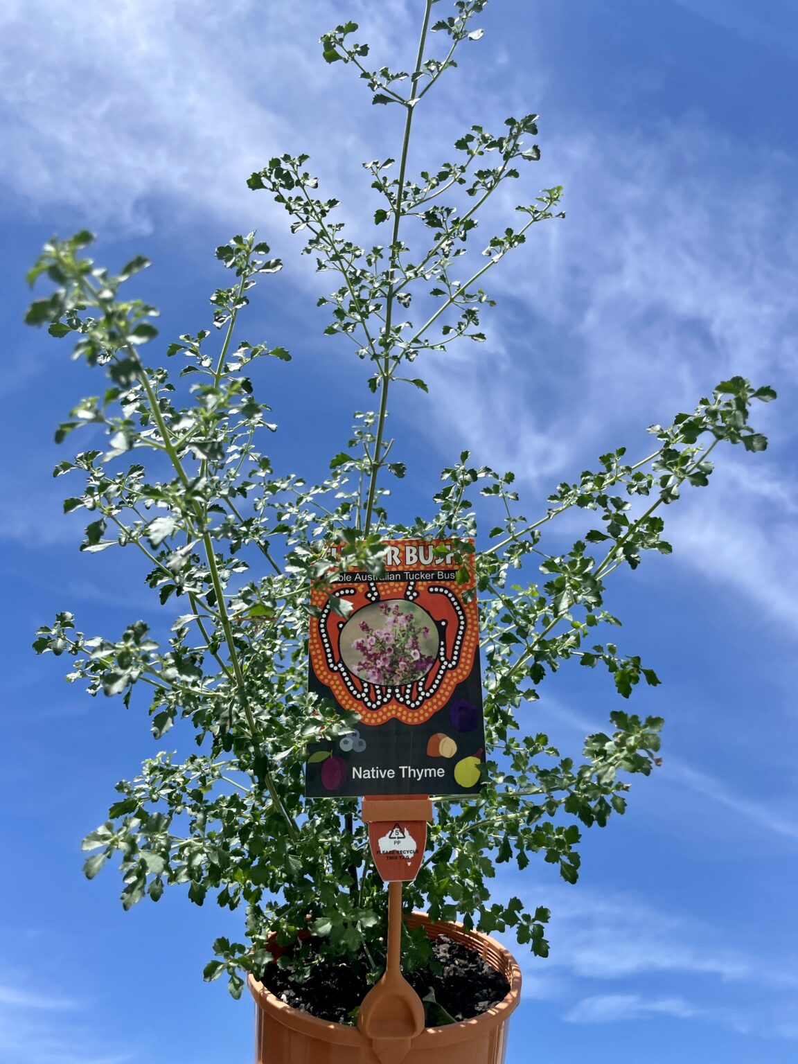 Native thyme plant for sale Native thyme plant for sale