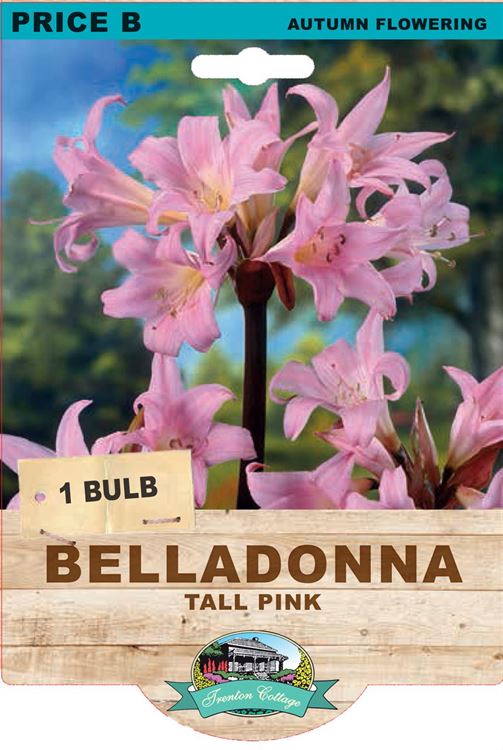 BULB LILY BELLADONNA TALL PINK 1PK