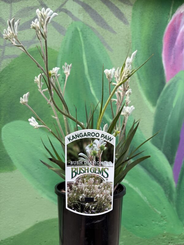 KANGAROO PAW BUSH DIAMOND 140MM