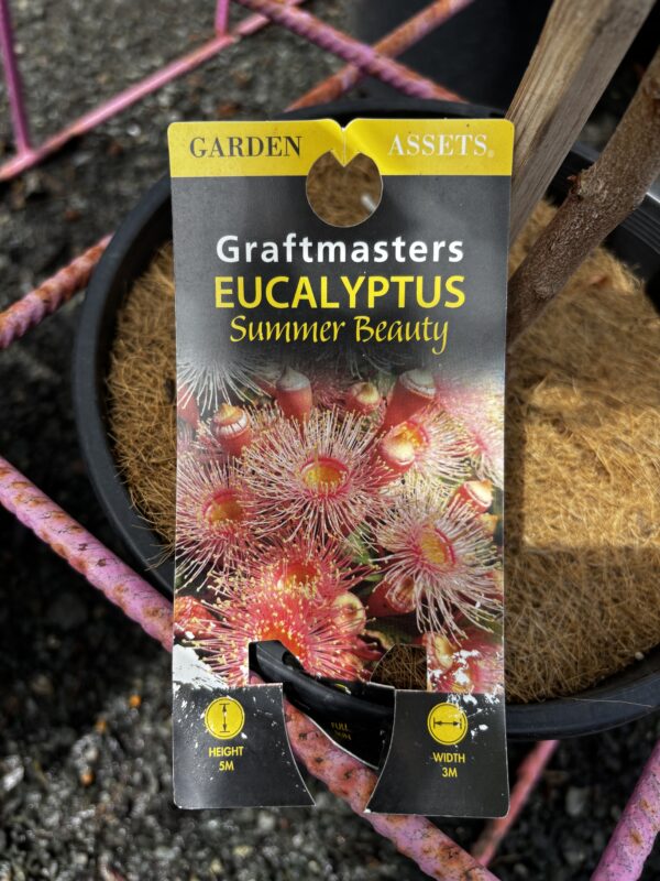 CORYMBIA SUMMER BEAUTY 200MM GRAFTED