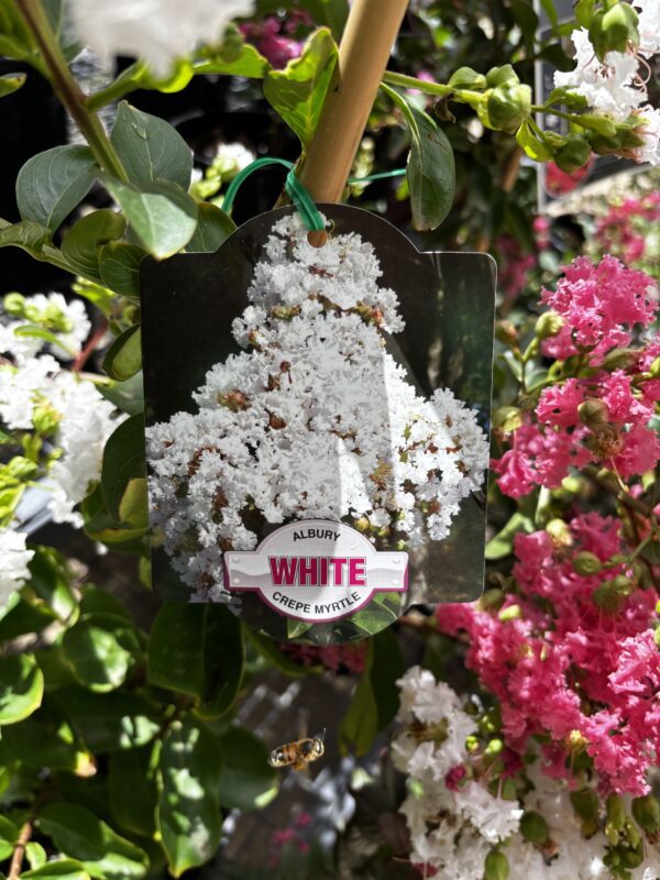 CREPE MYRTLE ALBURY WHITE