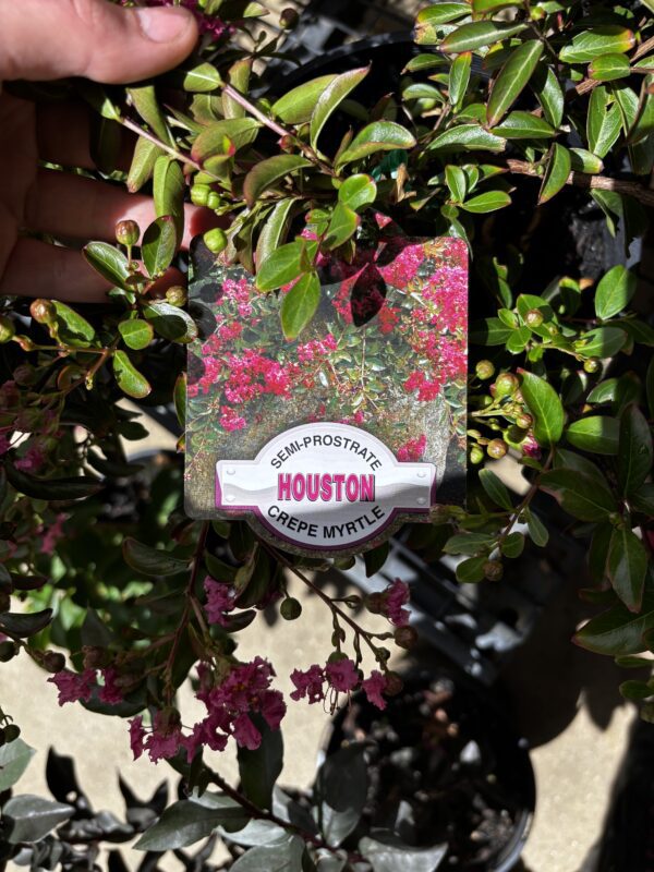 CREPE MYRTLE HOUSTON
