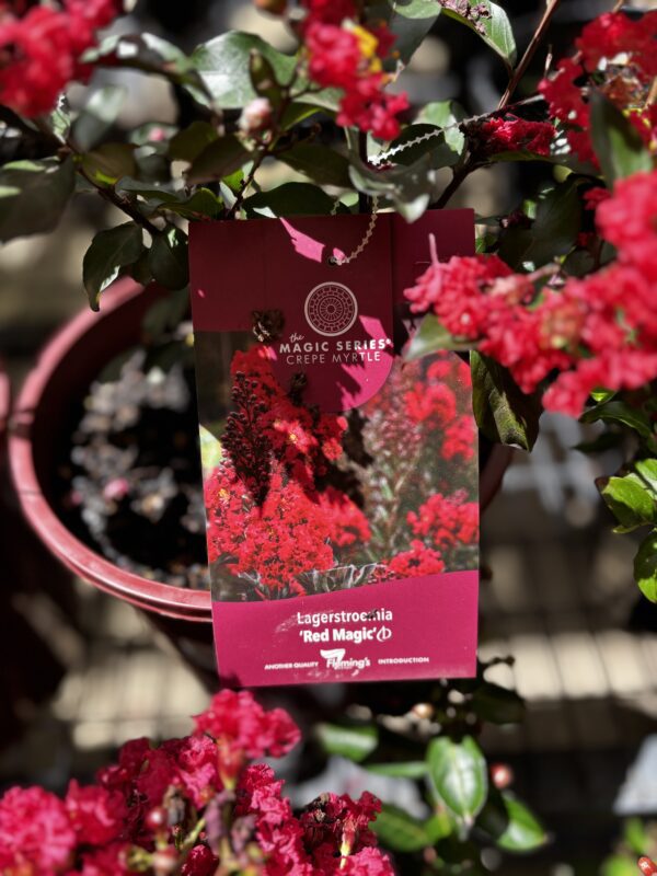 CREPE MYRTLE RED MAGIC