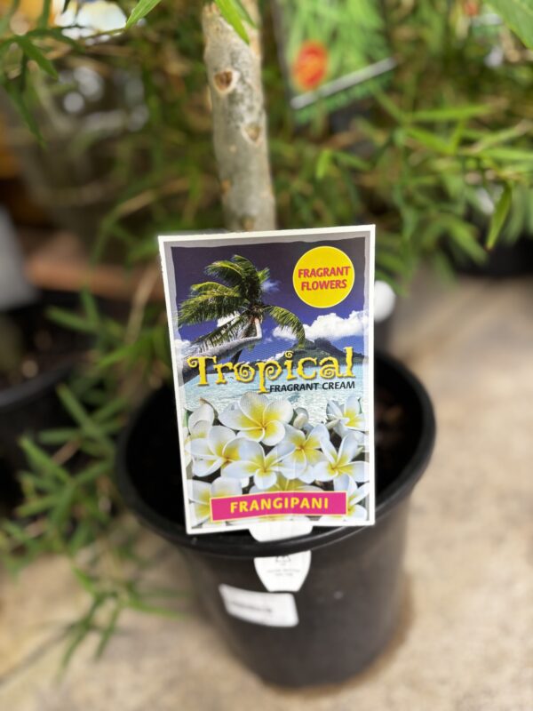 FRANGIPANI TROPICAL FRAGRANT CREAM 180MM