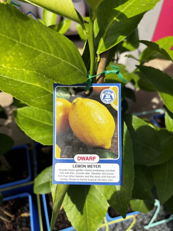 CITRUS DWARF LEMON MEYER