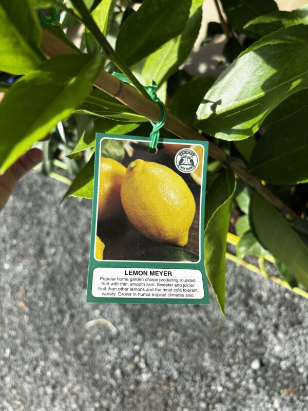 CITRUS LEMON MEYER