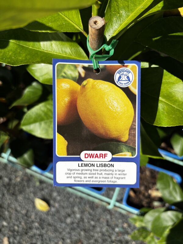 CITRUS DWARF LEMON LISBON 4L