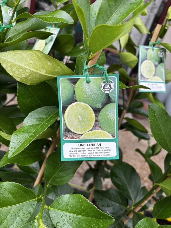 CITRUS LIME TAHITIAN 4L