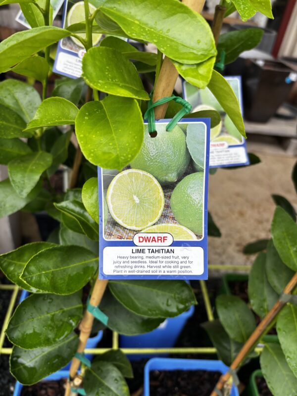 CITRUS DWARF TAHITIAN LIME 4L
